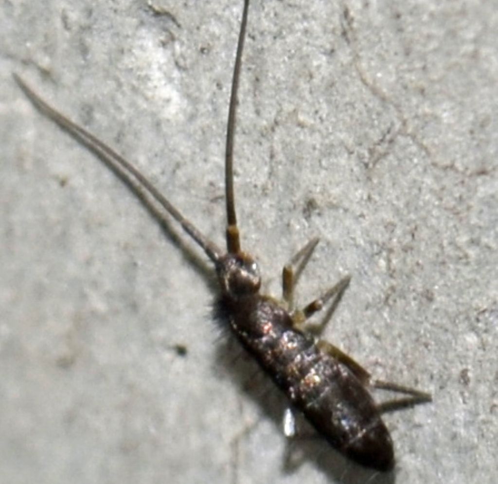 Coleottero id. -- no, collembolo